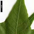 SpeciesSub: subsp. sinicum SpeciesSub: subsp. sinicum